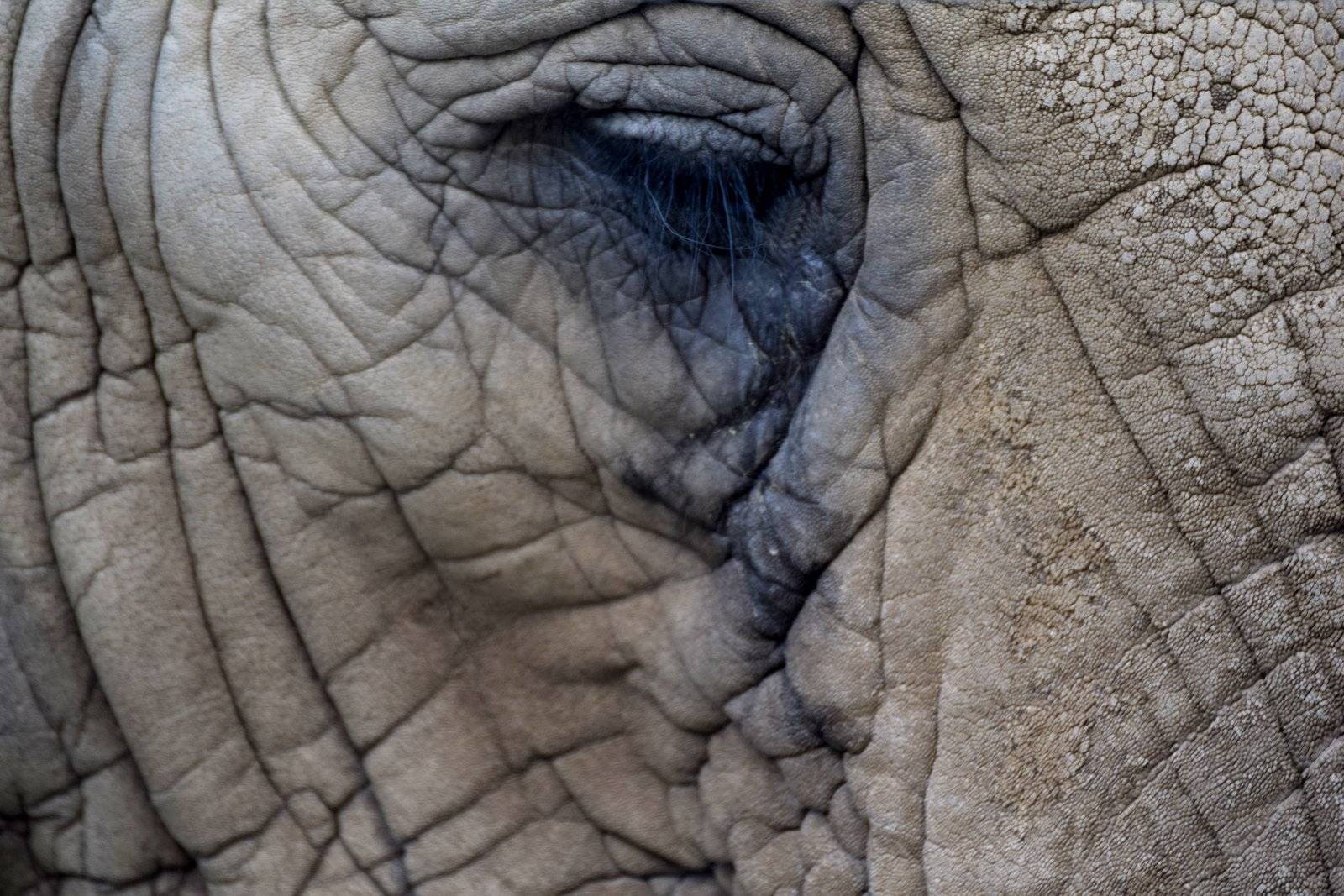 Elephant tears leave tracks