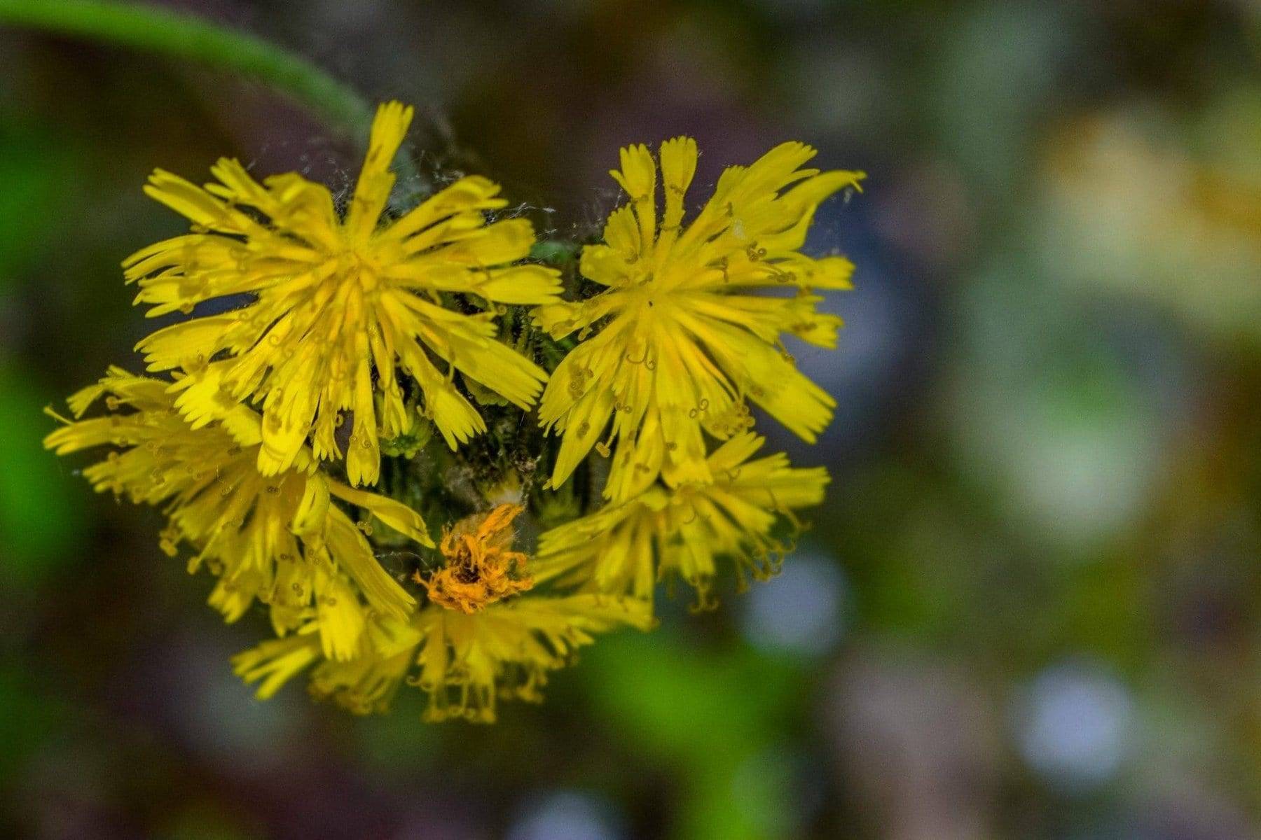 meadow-hawkweed - John Atkinson