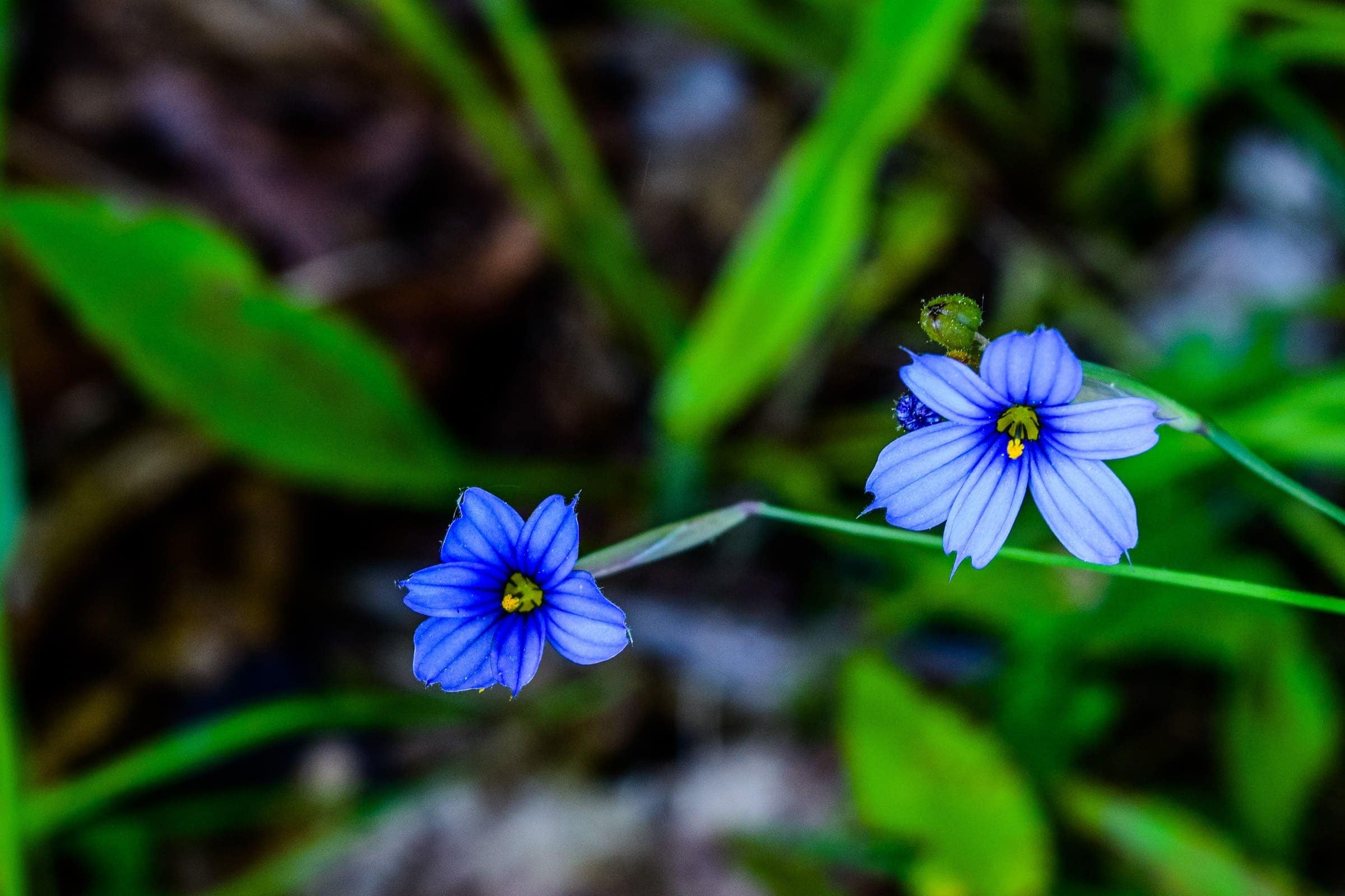 Narrow Leaf Blue-Eyed Grass