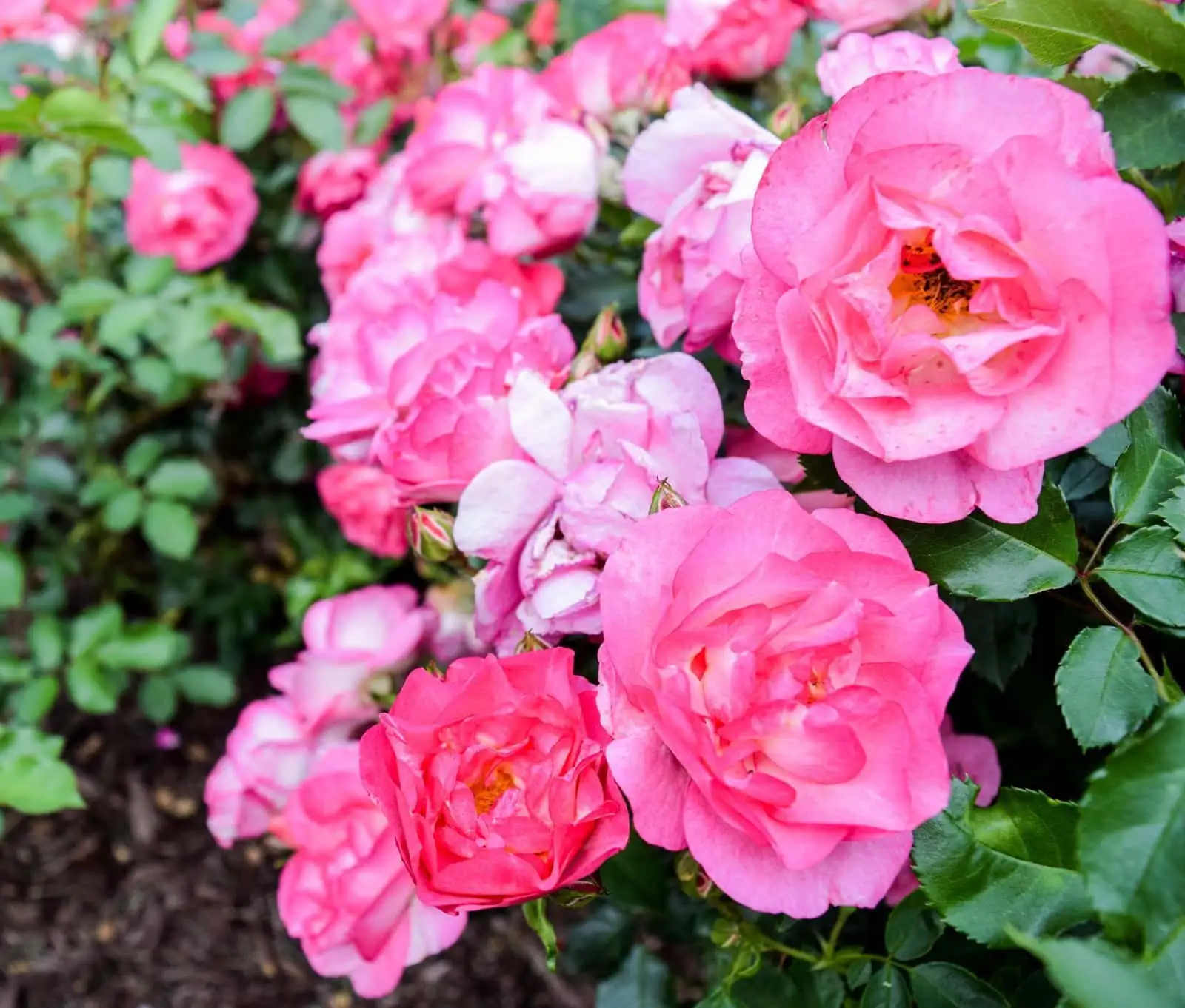 Veterans Memorial Rose Garden