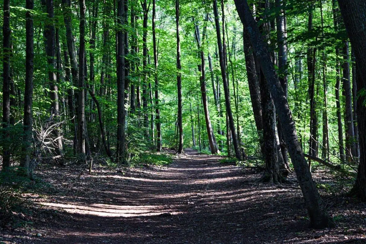 Trail in Salmon River SF