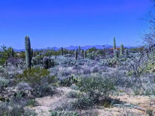 saguaro-national-park-4